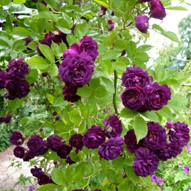 Twisora™ Elegant Climbing Rose Flower Seeds