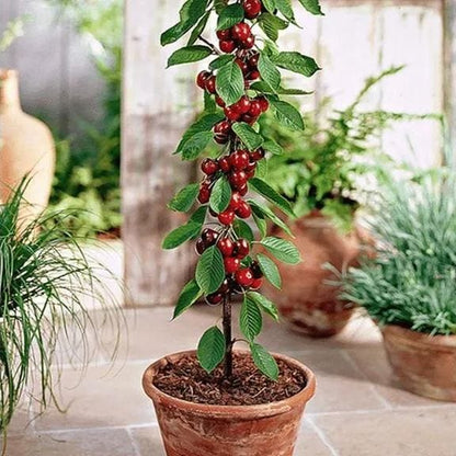 Cherrioxy™️Rainier Cherry Fruit Seeds (100 gms)